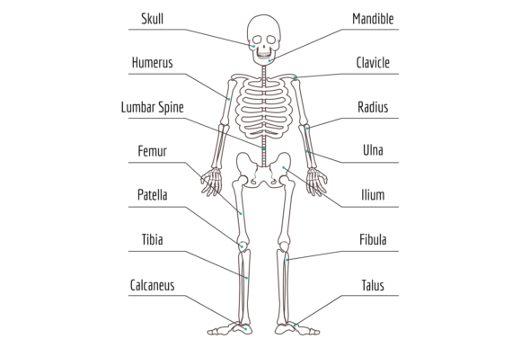 Human Bone Structure: Graphics for Crafts